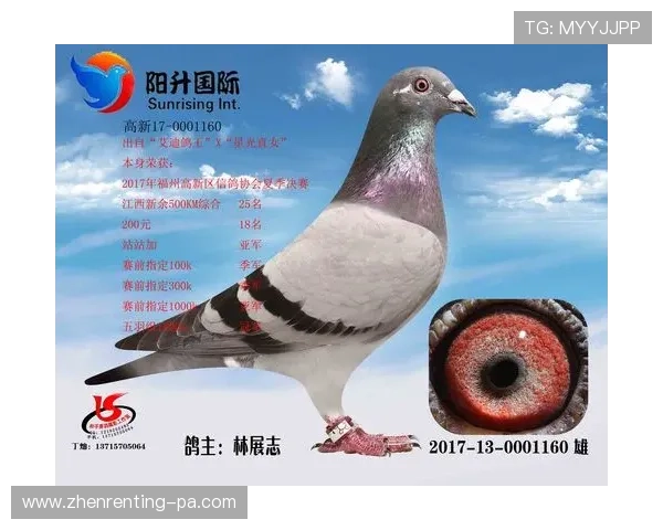 确保用户账号安全，AG国际网址官方地址推荐最佳登录方式